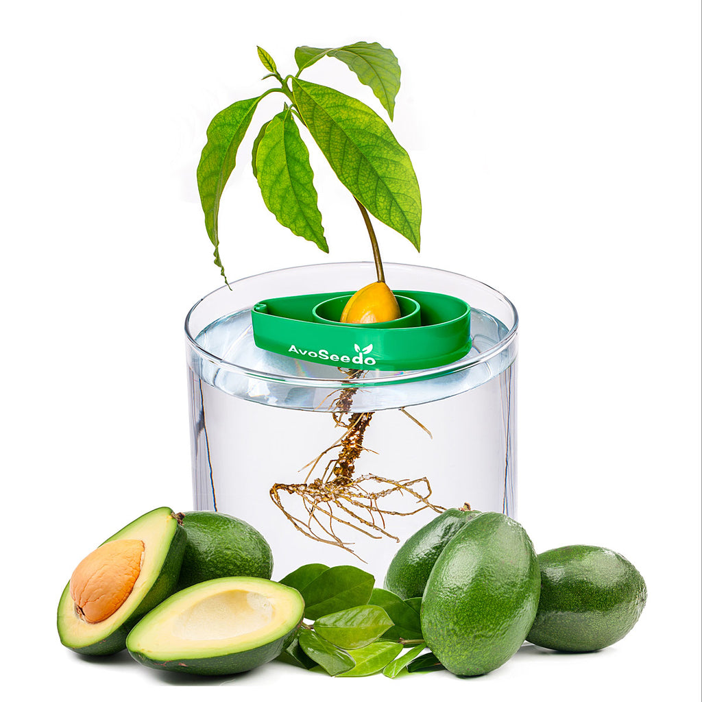 Avocado Tree Starter Kit - Set of 3